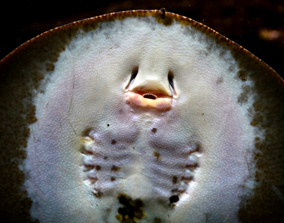 Potamotrygon motoro Aquarium tropical du Palais de la Porte Dorée 10042016 2