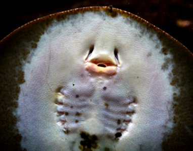 Potamotrygon motoro Aquarium tropical du Palais de la Porte Dorée 10042016 2
