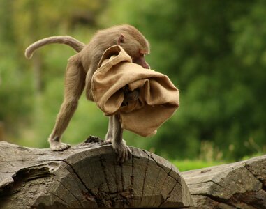 Brown wild animal
