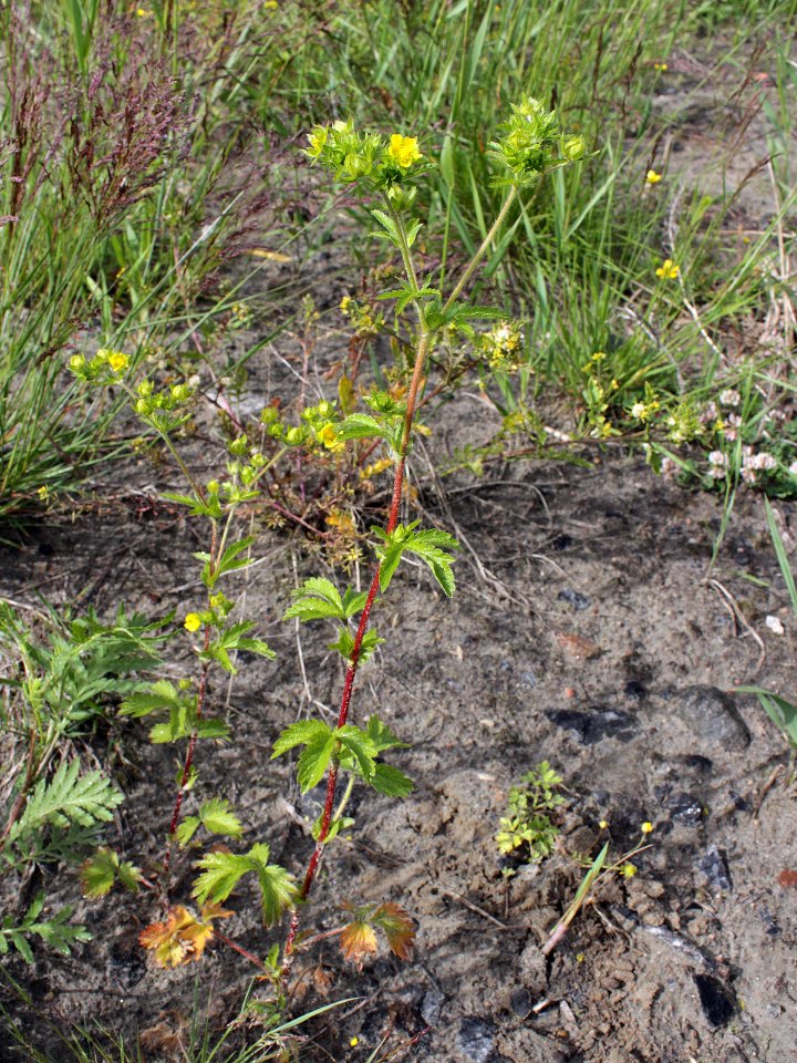 Potentilla norvegica Oulu, Finland 17.06.2013