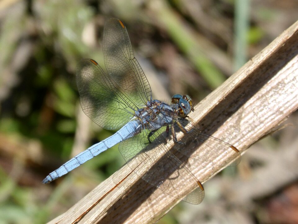 Orthetrum cancellatum leaf winged insect