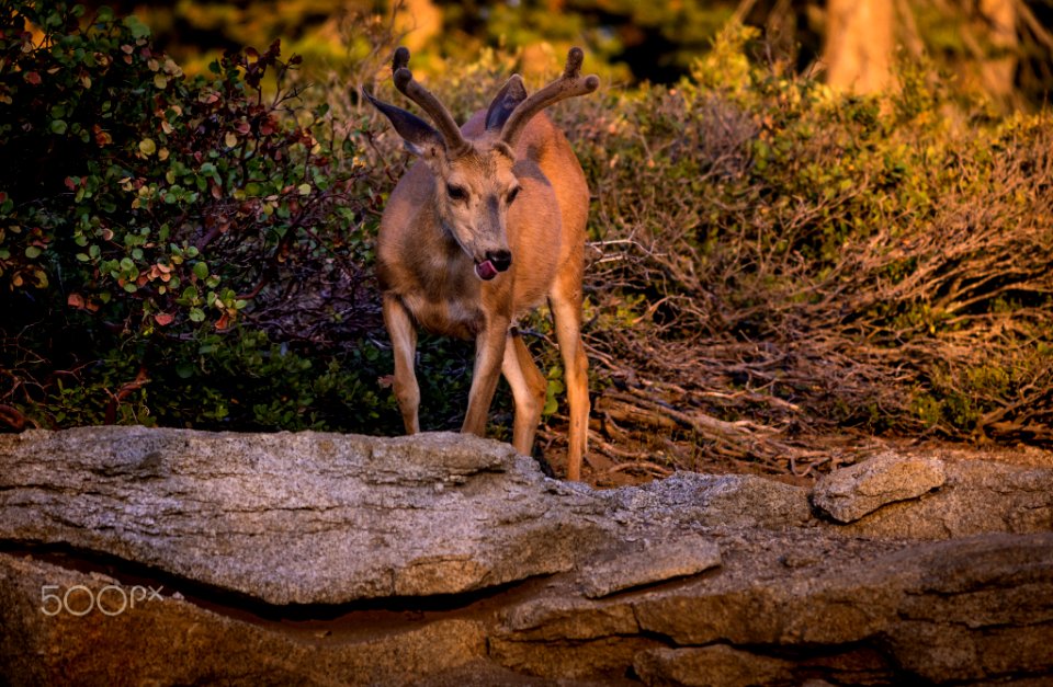 Posing Deer (218814073)
