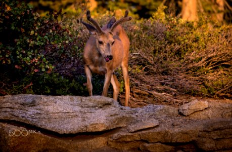 Posing Deer (218814073) photo