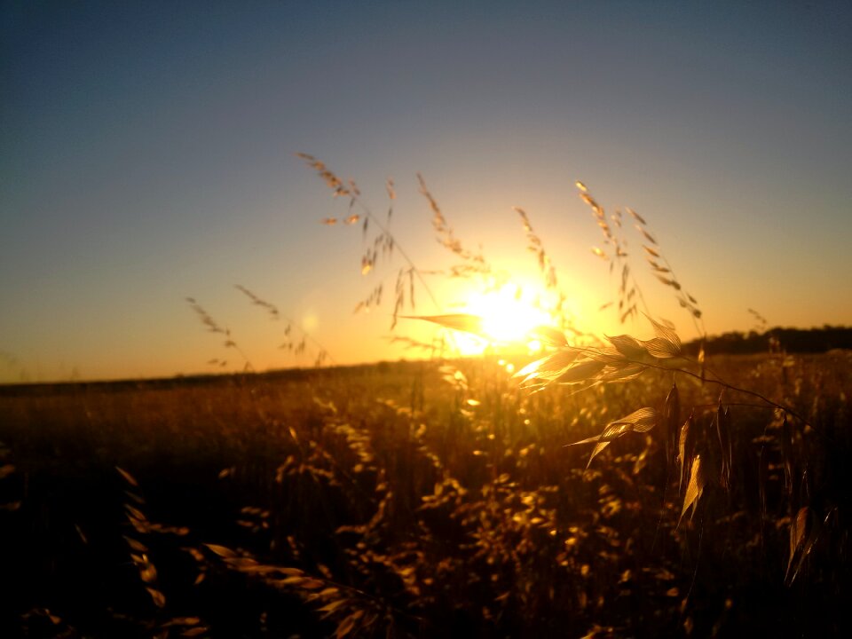 Crop summer sunset