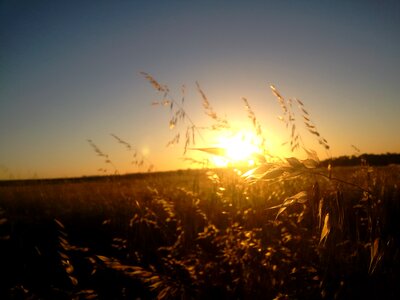 Crop summer sunset