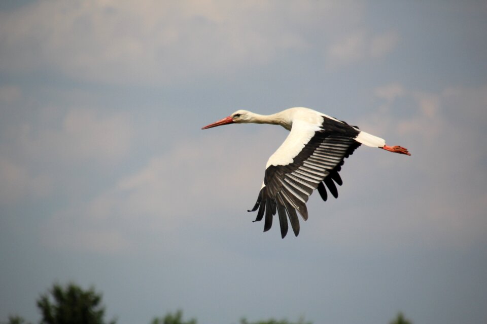 Bird white stork flight