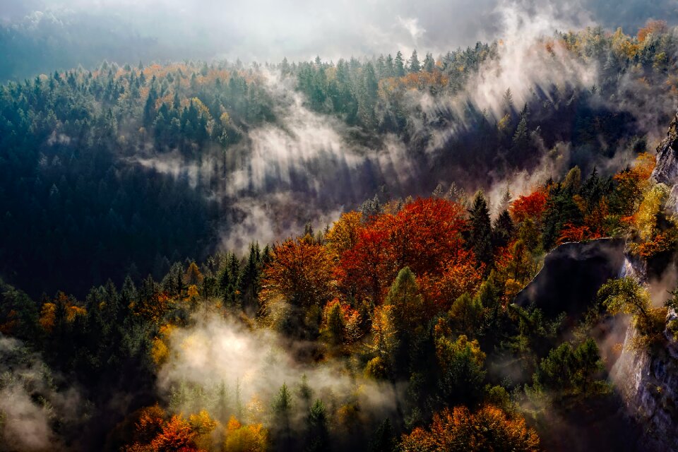 Autumn fall forest