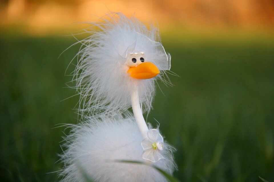 Happiness white ostrich