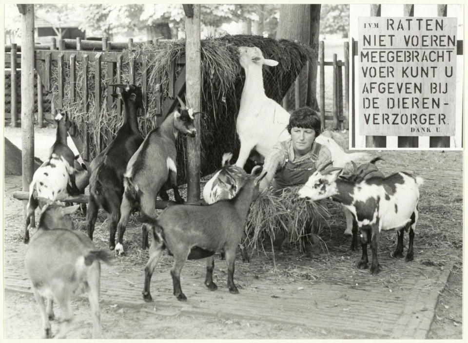 Portret van Lenie Ruigrok van der Werve. Ingemonteerd een foto van het waarschuwingsbord i.v.m. een rattenplaag in de kinderboerderij van de Haarlemmerhout, NL-HlmNHA 54026230