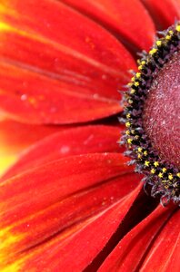 Bloom red close up photo