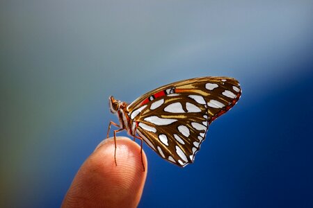 Nature summer flowers blue butterfly