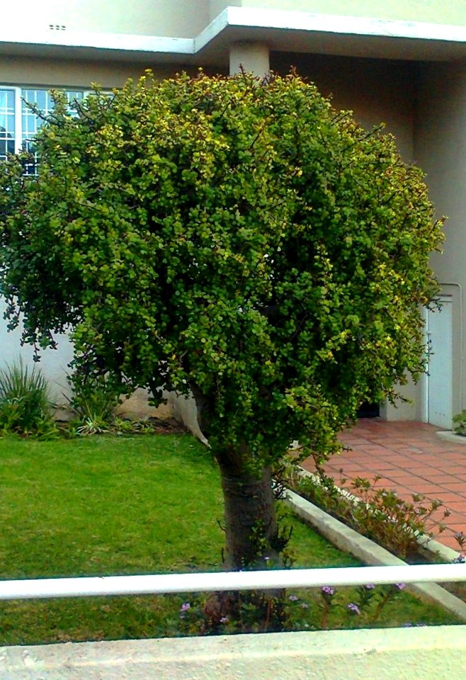 Portulacaria afra - Spekboom South Africa2