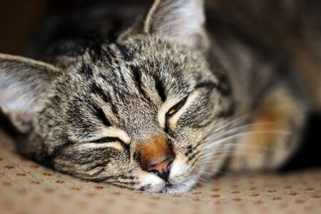 Cat yard cat cat sleeping photo