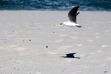 Soar freedom wild