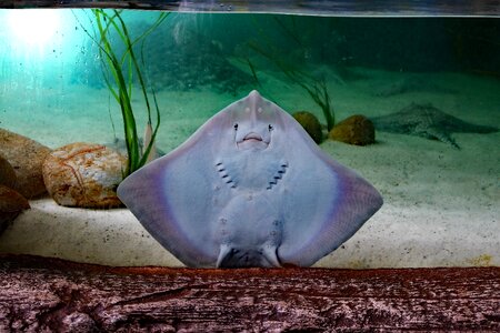Ray fish flat