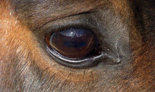 Eyelashes look equine