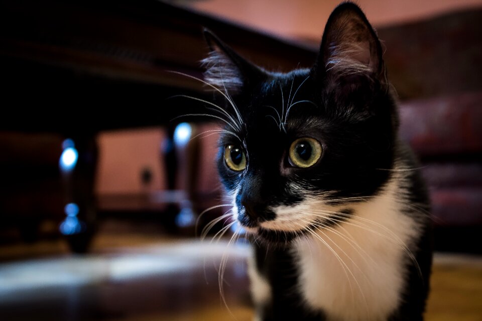 Young cat pets pet