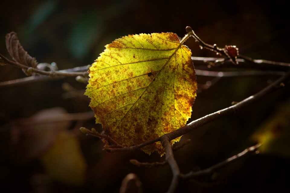 Colored fall color light and shadow