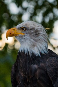 Raptor bird of prey bird