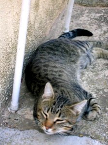 Pradanos del Tozo 2005 3