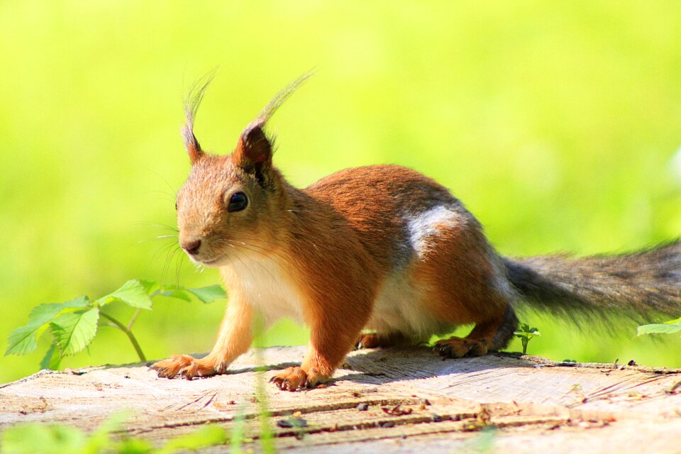 Animals in the park rodent