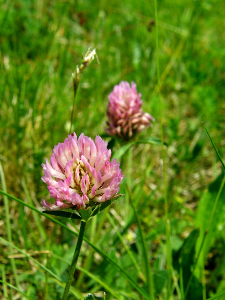 PP Na Popovickem kopci 060 Trifolium pratense