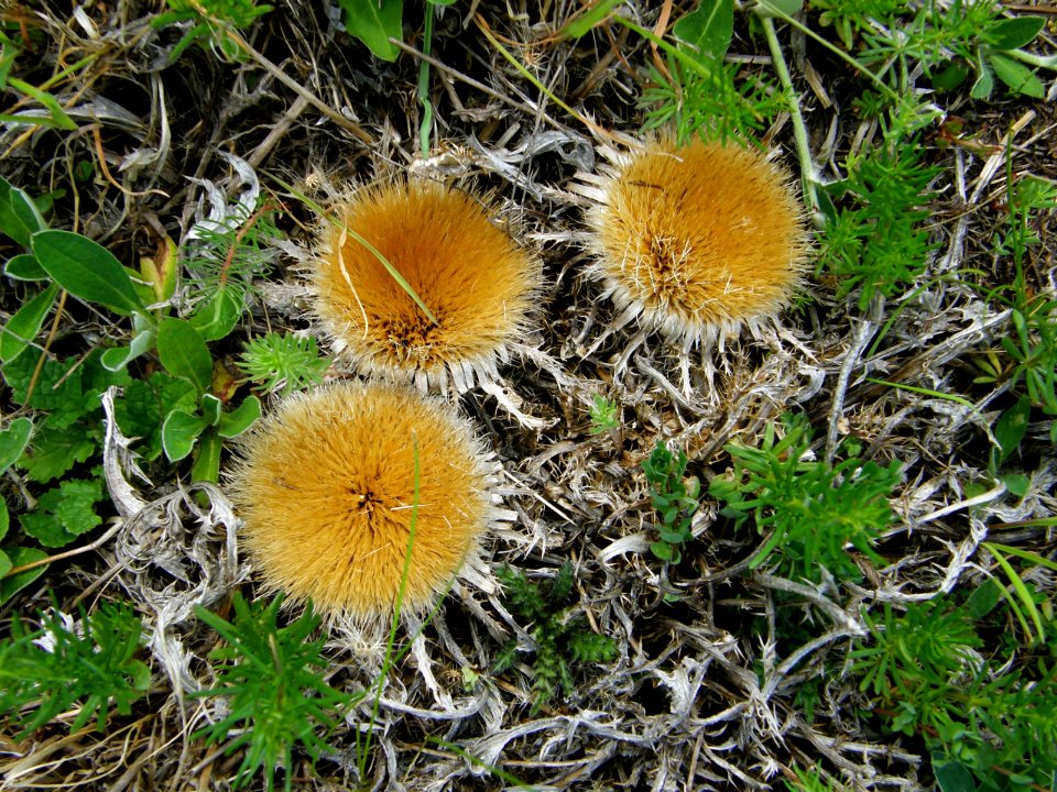 PP Na Popovickem kopci 049 Carlina acaulis