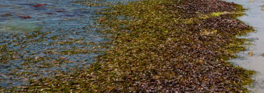 Pradera de Thalassia testudinum