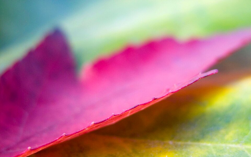 Soft flower leaf