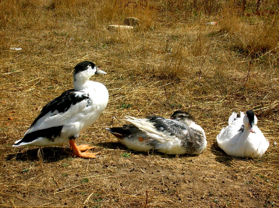 Pradanos del Tozo 27