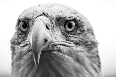 Raptor bird of prey bird