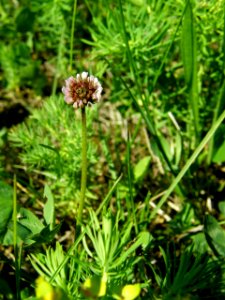 PP Na Popovickem kopci 017 Trifolium repens