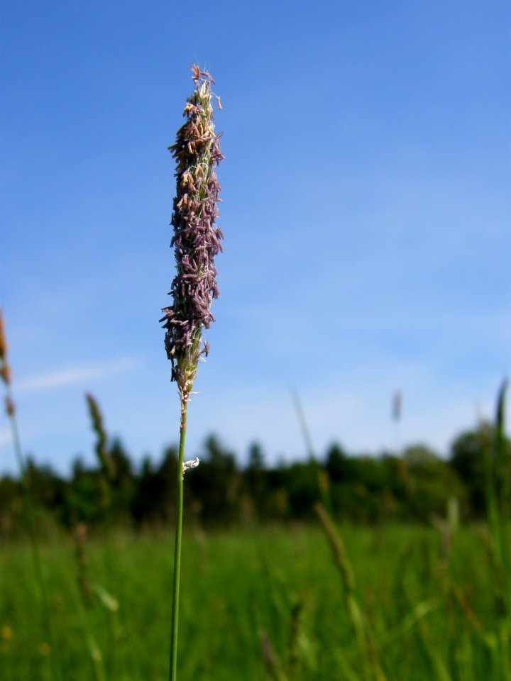 PP Na Popovickem kopci 075 Alopecurus pratensis