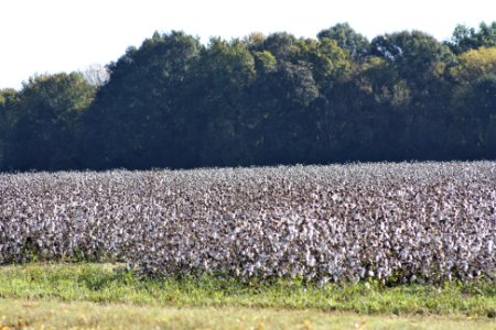 Prairie County, AR 002