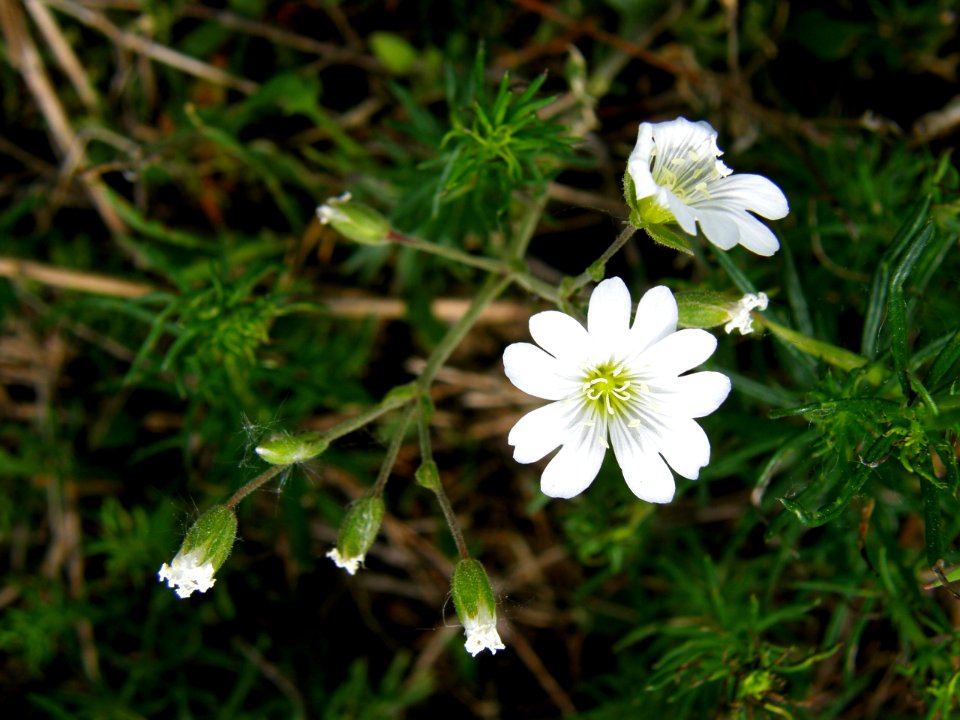 PP Na Popovickem kopci 046 Cerastium arvense