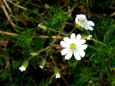 PP Na Popovickem kopci 046 Cerastium arvense