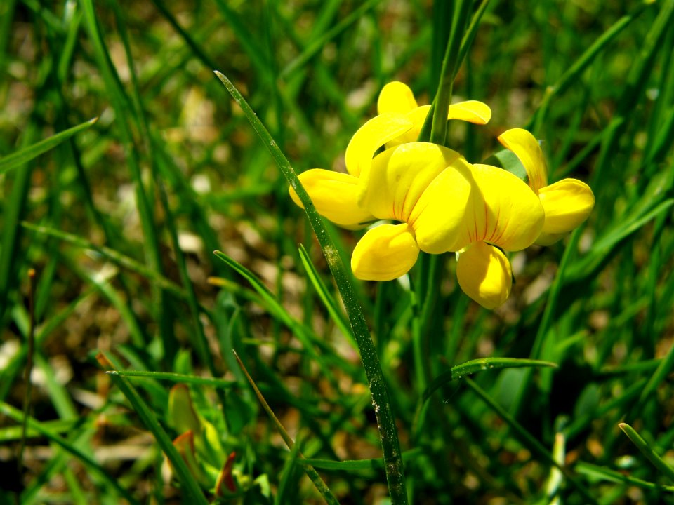 PP Na Popovickem kopci 015 Lotus corniculatus
