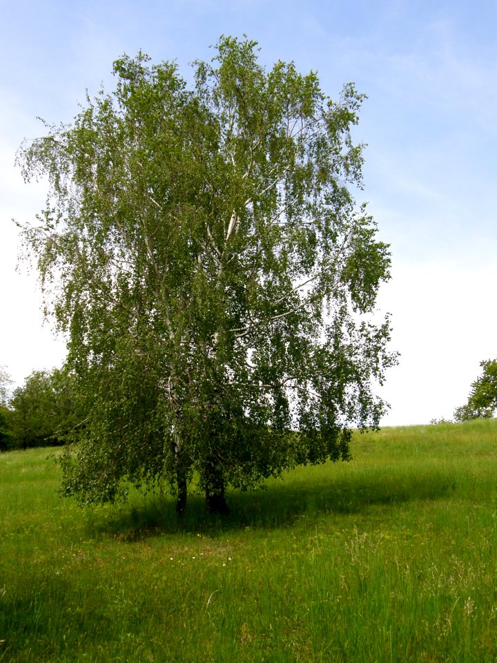 PP Na Popovickem kopci 070 Betula pendula