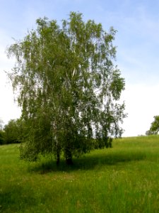 PP Na Popovickem kopci 070 Betula pendula