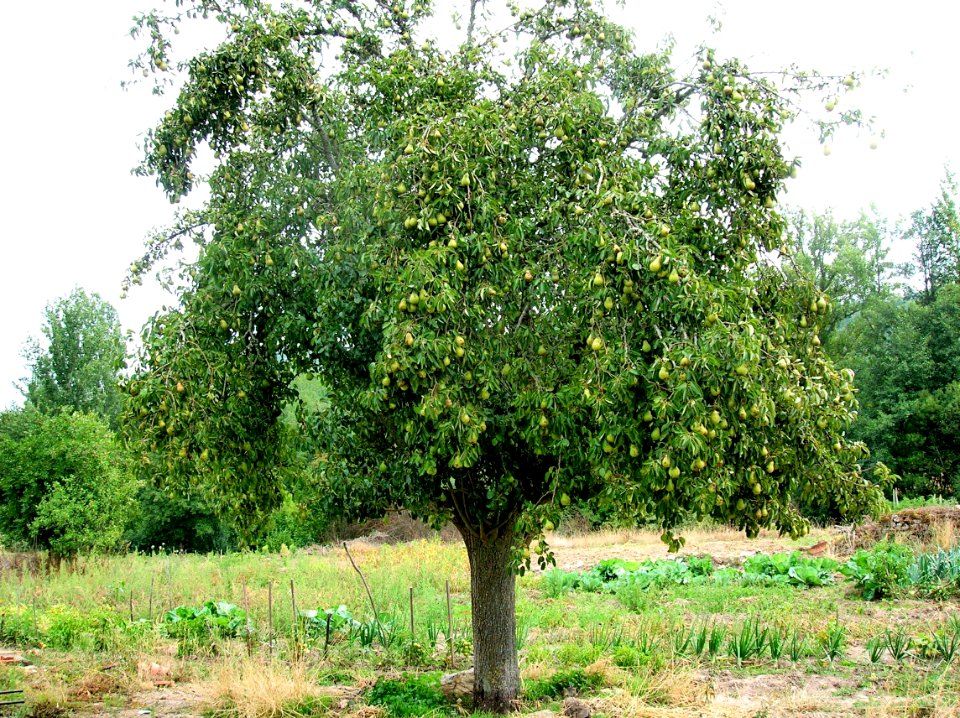 Pradanos del Tozo 39