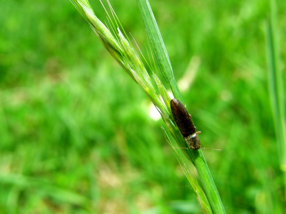 PP Na Popovickem kopci 073 Elateridae
