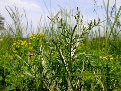 PP Na Popovickem kopci 016 cf Centaurea stoebe
