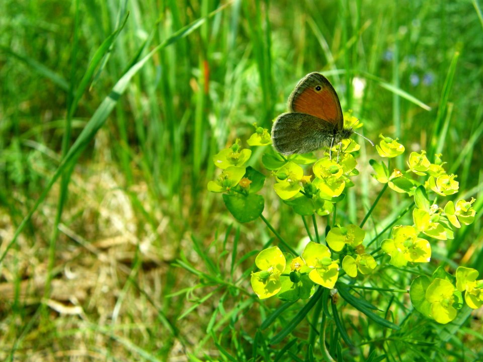 PP Na Popovickem kopci 037 Coenonympha pamphilus