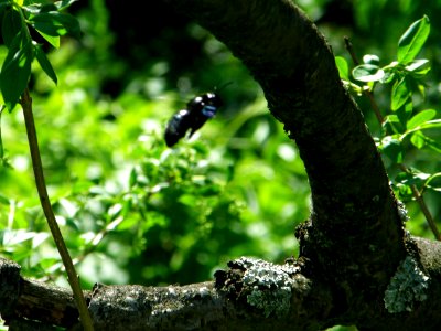 PP Na Popovickem kopci 022 Prunus avium Xylocopa violacea