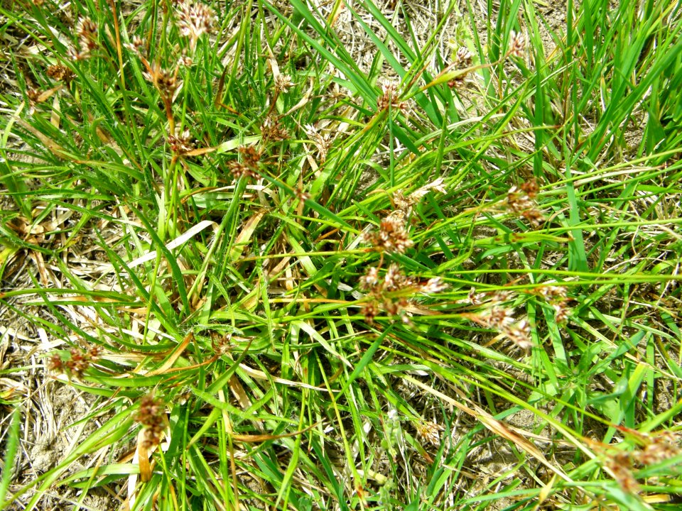 PP Na Popovickem kopci 041 cf Juncus spp