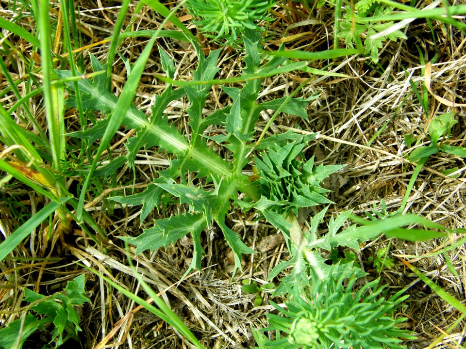 PP Na Popovickem kopci 043 Eryngium campestre