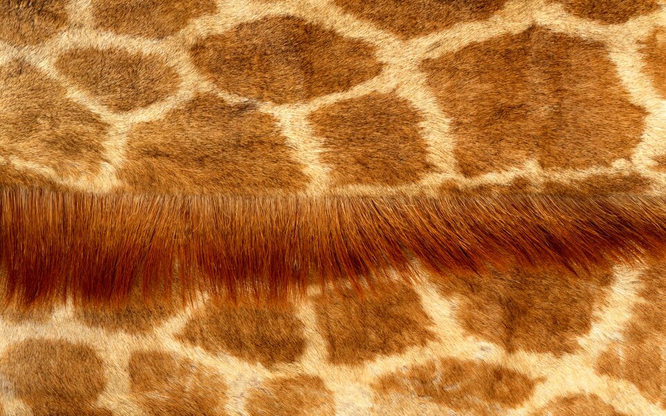 Giraffe fur grain
