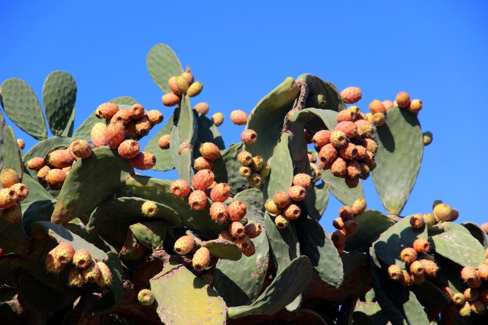 Cactus greenhouse edible fruits
