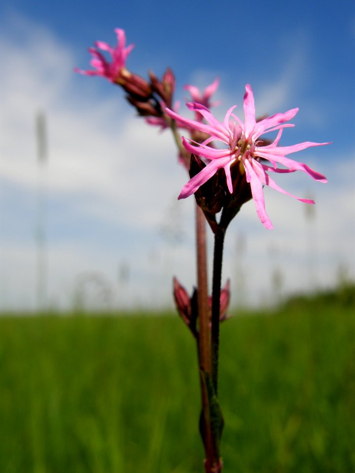 PP Na Popovickem kopci 013 Lychnis flos-cuculi