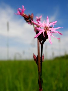 PP Na Popovickem kopci 013 Lychnis flos-cuculi